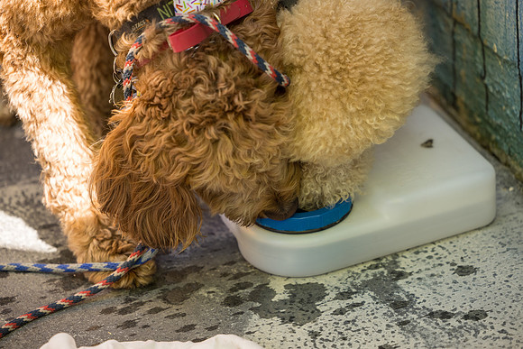 Pet Photographer Long Beach  - Trademark Brewing -069