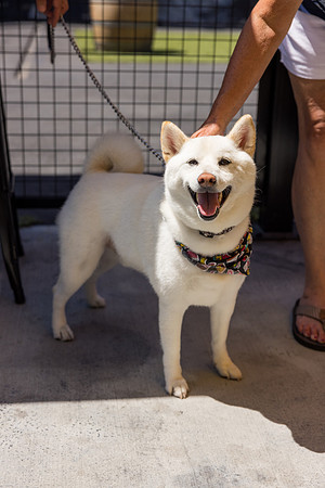 Pet Photographer Long Beach  - Trademark Brewing -110