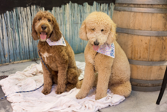 Pet Photographer Long Beach  - Trademark Brewing -028