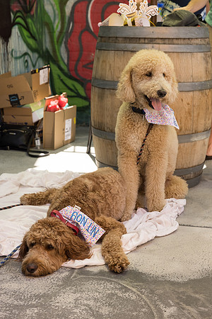 Pet Photographer Long Beach  - Trademark Brewing -031