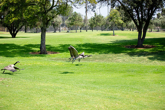 Lakewood Womens Championship-26