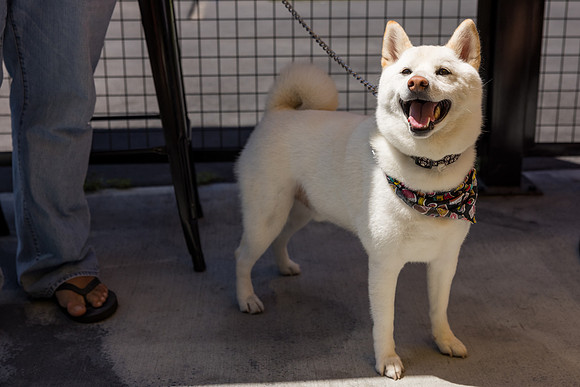 Pet Photographer Long Beach  - Trademark Brewing -109