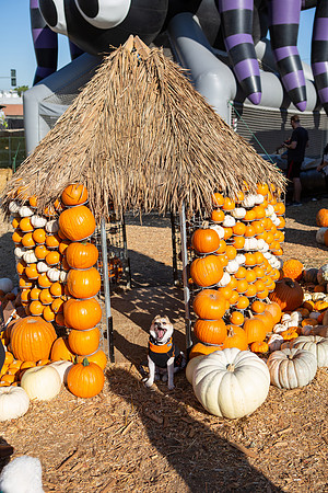 Mr. Bones Culver City Halloween Photographer-3