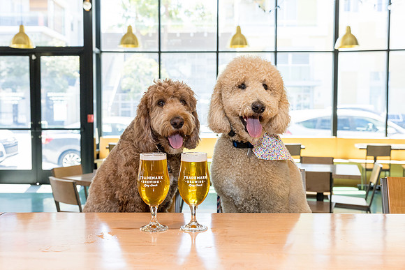 Pet Photographer Long Beach  - Trademark Brewing -046
