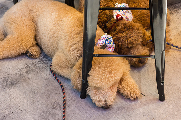 Pet Photographer Long Beach  - Trademark Brewing -102