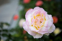 Saint Cyprian Long Beach-10