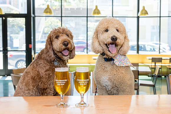 Pet Photographer Long Beach  - Trademark Brewing -055