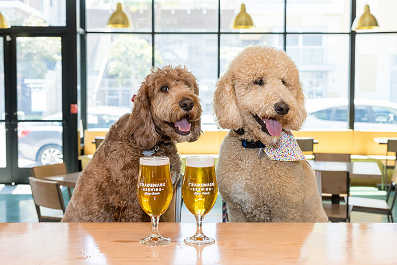 Pet Photographer Long Beach  - Trademark Brewing -044