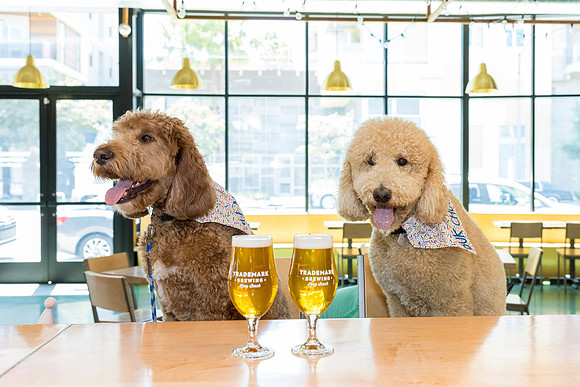 Pet Photographer Long Beach  - Trademark Brewing -037