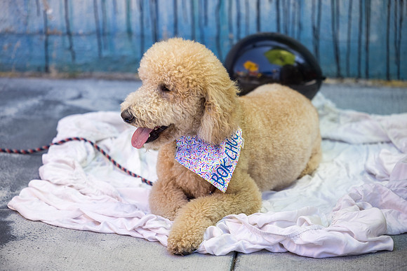 Pet Photographer Long Beach  - Trademark Brewing -023