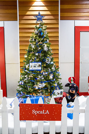 Pike Holiday Kickoff-67