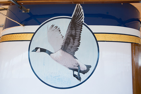 Wild Goose -439