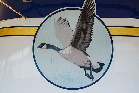 Wild Goose -446
