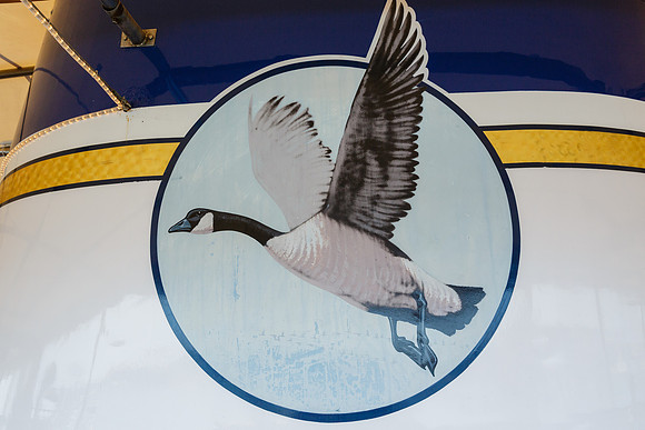 Wild Goose -448