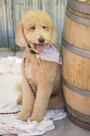 Pet Photographer Long Beach  - Trademark Brewing -075