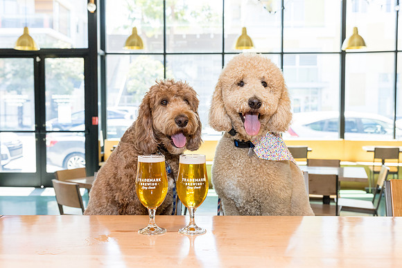 Pet Photographer Long Beach  - Trademark Brewing -047