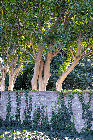 Wedding Rancho Los Cerritos-2