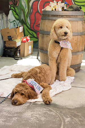 Pet Photographer Long Beach  - Trademark Brewing -032
