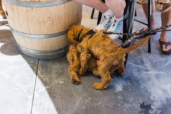 Pet Photographer Long Beach  - Trademark Brewing -108