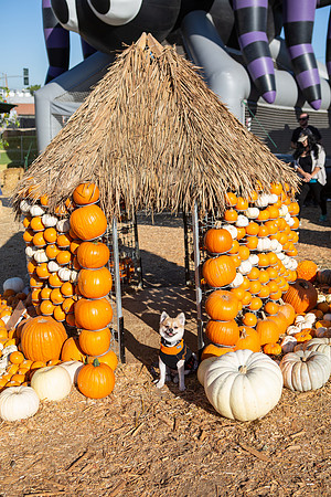 Mr. Bones Culver City Halloween Photographer-5
