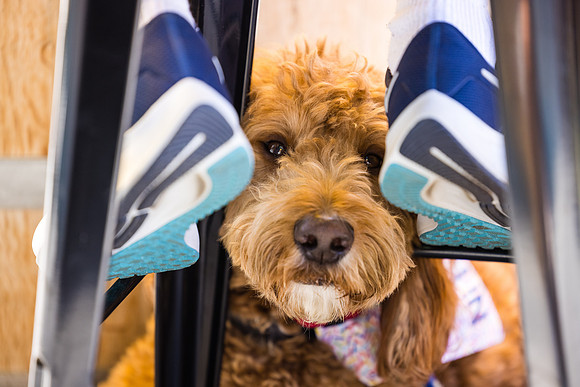 Pet Photographer Long Beach  - Trademark Brewing -095