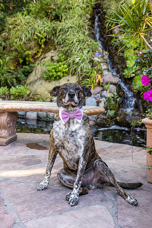 Wedding Venues Oc  - 777 Laguna Beach-125