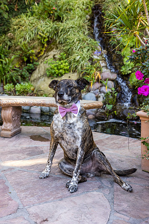 Wedding Venues Oc  - 777 Laguna Beach-126