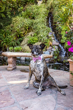 Wedding Venues Oc  - 777 Laguna Beach-127