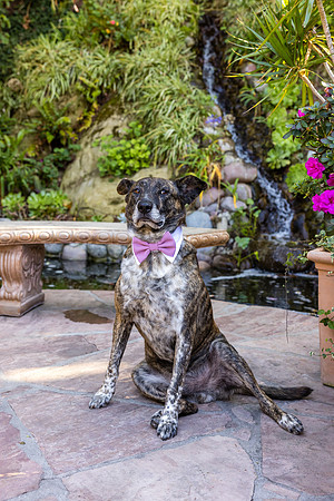 Wedding Venues Oc  - 777 Laguna Beach-129