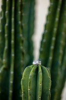 Palm Springs Wedding Photographer-015