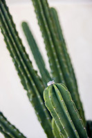 Palm Springs Wedding Photographer-012