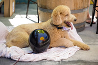 Pet Photographer Long Beach  - Trademark Brewing -015