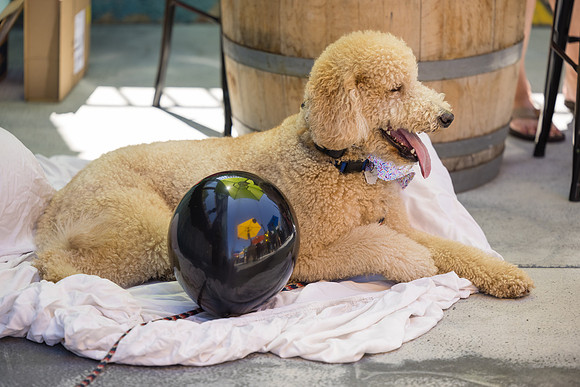Pet Photographer Long Beach  - Trademark Brewing -015