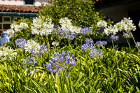 Wedding Photos Rancho Los Cerritos-018