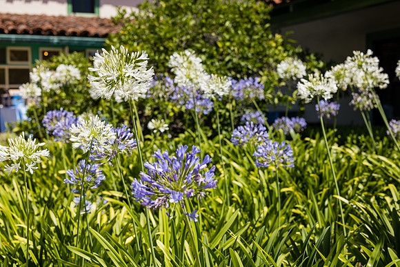 Wedding Photos Rancho Los Cerritos-018