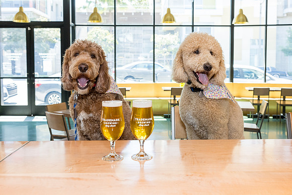 Pet Photographer Long Beach  - Trademark Brewing -043