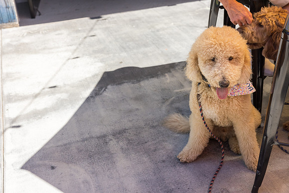 Pet Photographer Long Beach  - Trademark Brewing -100