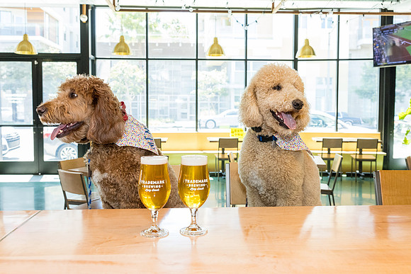 Pet Photographer Long Beach  - Trademark Brewing -040