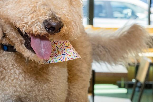 Pet Photographer Long Beach  - Trademark Brewing -054