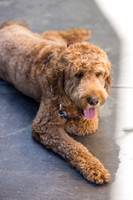 Pet Photographer Long Beach  - Trademark Brewing -013