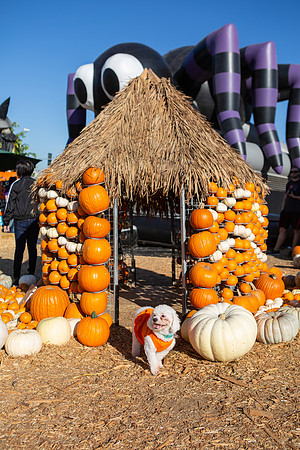 Mr. Bones Culver City Halloween Photographer-8
