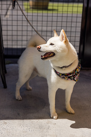Pet Photographer Long Beach  - Trademark Brewing -111