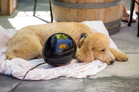 Pet Photographer Long Beach  - Trademark Brewing -014