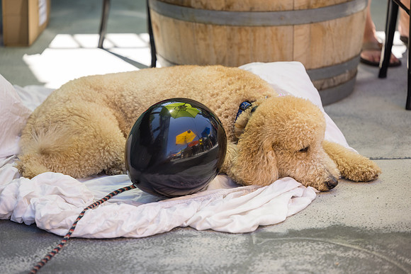 Pet Photographer Long Beach  - Trademark Brewing -014