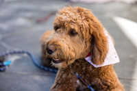 Pet Photographer Long Beach  - Trademark Brewing -018