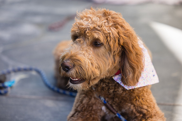 Pet Photographer Long Beach  - Trademark Brewing -018