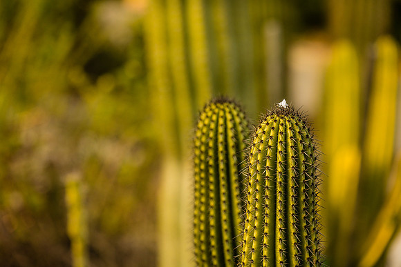 Engagement Photos South Coast Botanical Gardens-143