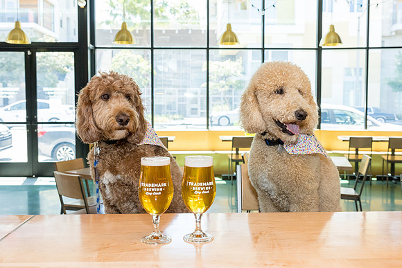 Pet Photographer Long Beach  - Trademark Brewing -041
