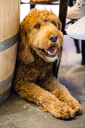 Pet Photographer Long Beach  - Trademark Brewing -098