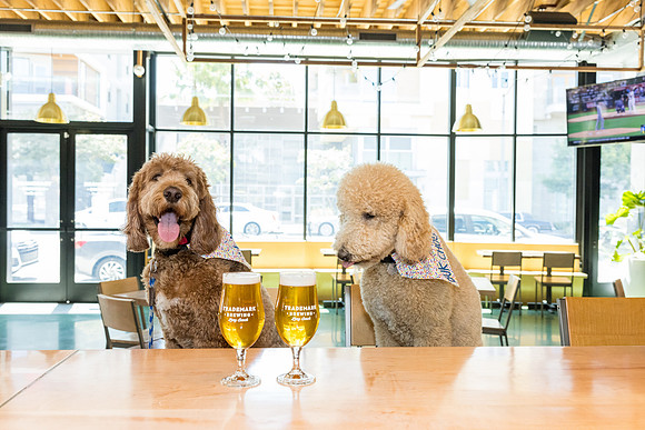 Pet Photographer Long Beach  - Trademark Brewing -039